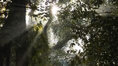 Sunlight filters through trees in a serene forest, creating a mystical glow.